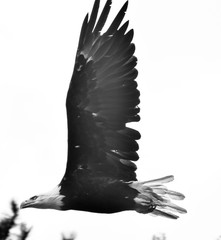 bald eagle in trees and flying