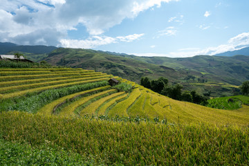 Fototapeta na wymiar Terraced rice field landscape of Y Ty, Bat Xat district, Lao Cai, north Vietnam