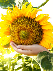 Sunflower in a hand in a female palm.