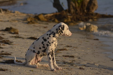 dalmatian dog on the beach