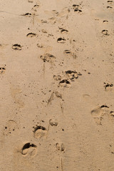 Fototapeta na wymiar Cows footprint on a beach, Goa, India