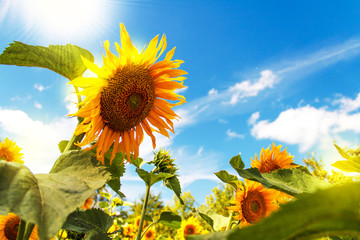 Sunflower with blue sky and beautiful sun.