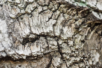 old birch log macro