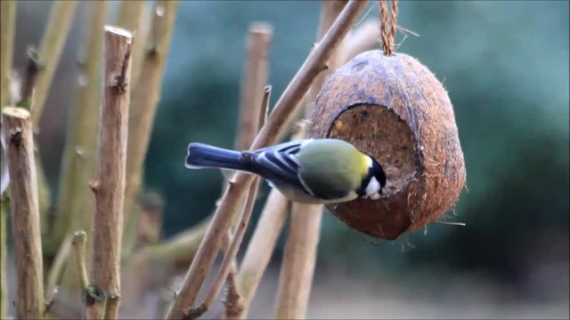 coconut feeder for wild birds

