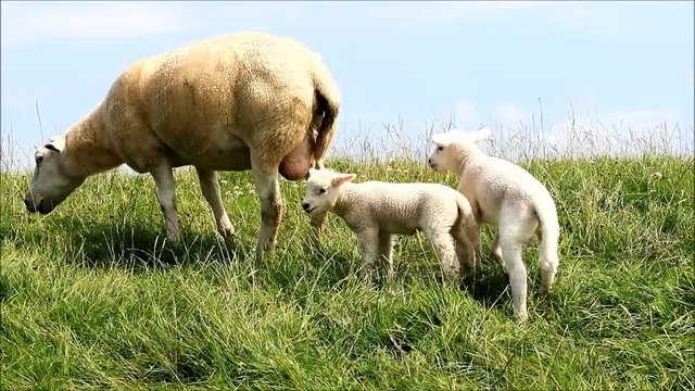 two white lambs with ewe on meadow

