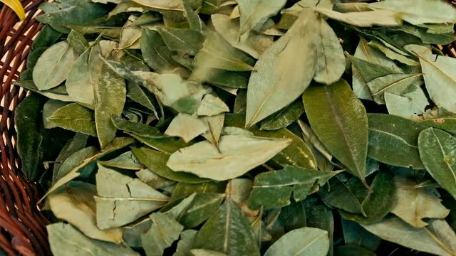 sorting dried coca leafs in a small woven basket