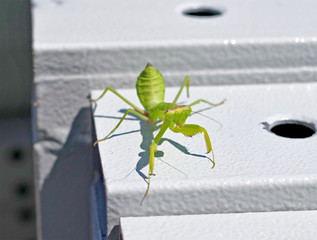 mantis sits on a metal structure