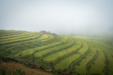 Terraced rice field landscape in harvesting season with low clouds in Y Ty, Bat Xat district, Lao Cai, north Vietnam