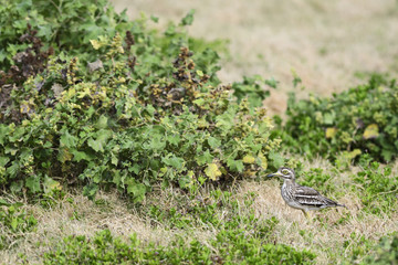 Indian Stone-curlew - Burhinus indicus, small shy bird from Asian meadows and grasslands, Sri Lanka.