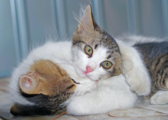 Fototapeta na wymiar cat with kitten