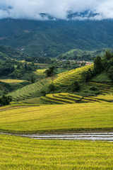 Fototapeta premium Terraced rice field landscape in harvesting season in Y Ty, Bat Xat district, Lao Cai, north Vietnam