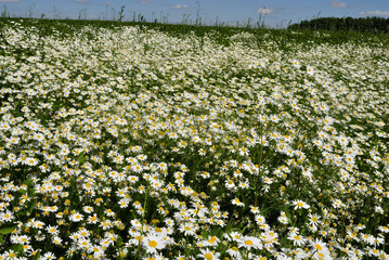 chamomile on the field