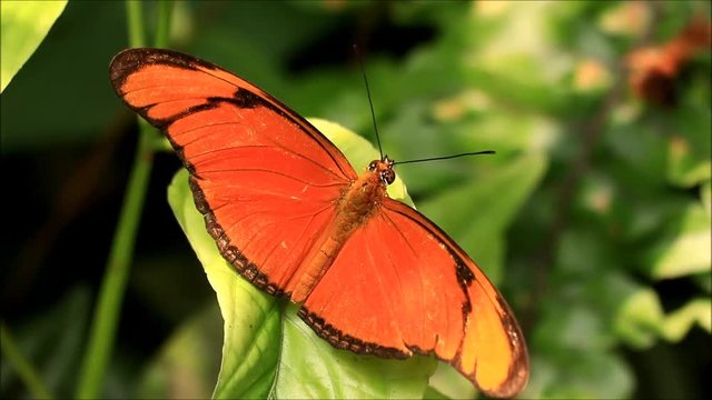 butterfly dryas iulia

