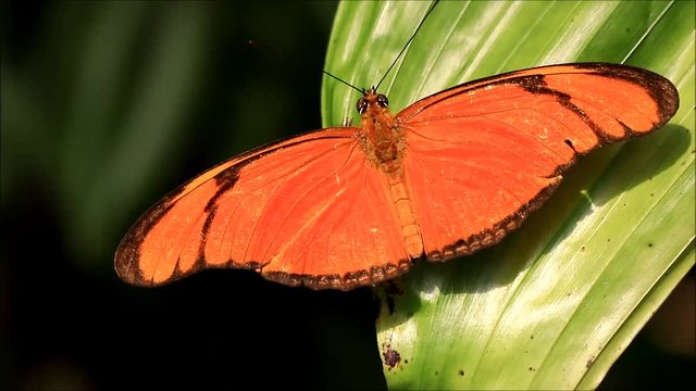 butterfly dryas iulia

