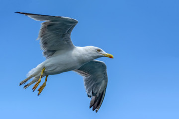 Obraz premium Single seagull flying in a sky as a background