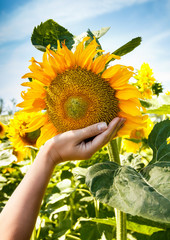 Sunflower in a hand in a female palm.
