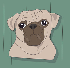 dog portrait profile, look down