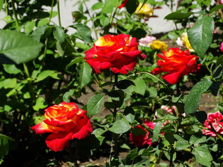 Bushes of multi-colored roses