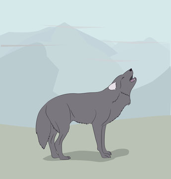 wolf on nature background