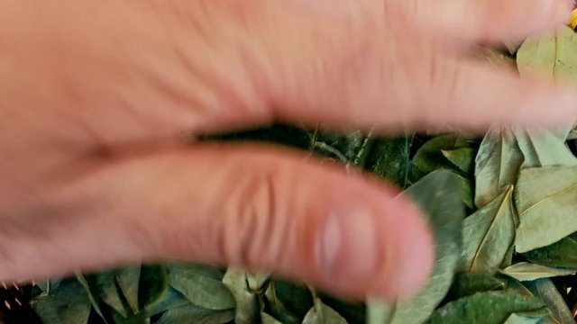 sorting dried coca leafs in a small woven basket