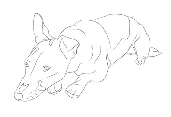 dog lies, lines, vector,