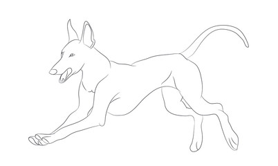 dog running, lines, vector