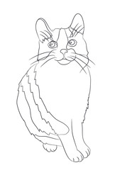 cat lines, vector