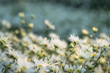 White daisy flowers in early morning sunlight