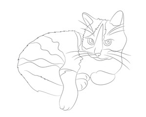 cat lines, vector