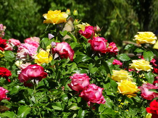 Bushes of multi-colored roses