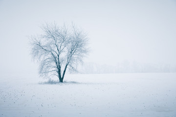 Winter's Beautiful Fury