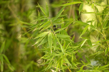 Green bamboo texture