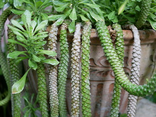 Ornamental Hemp Cacust in a garden after rain