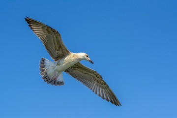 Single seagull flying in a sky as a background