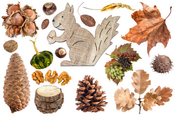 beautiful Autumn set isolated on a white background .dry leaves,Chestnut,pinecones,nut,hazel,pumpkin,grapes,wooden decorative squirrel