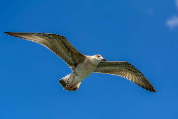 Single seagull flying in a sky as a background