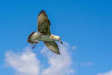 Single seagull flying in a sky as a background