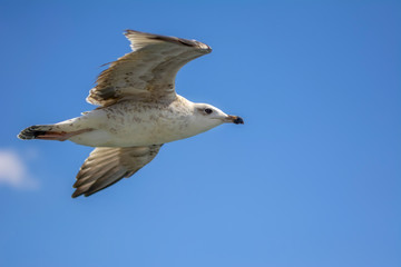 Single seagull flying in a sky as a background