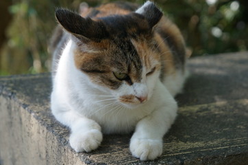 Kater mit Kampfspuren