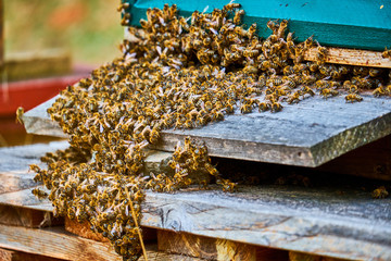 Swarm of bees in front of the entrance of a wooden honey bee box