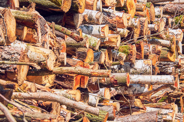 Pattern of cutted and stapled  tree trunks viewed from the side.