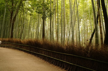 Bamboo Forest Arashiyama 