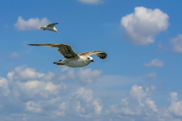 Seagulls flying in the blue sky.