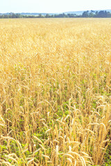 Wheat on the field. Plant, nature, rye