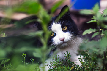 Beautiful black and white cat lie on the ground.