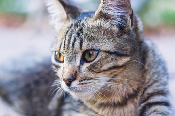 Summer portrait of beautiful homeless grey cat