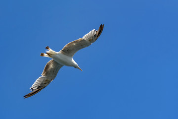 Single seagull flying in a sky as a background