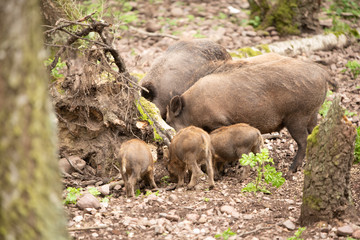 Wildschweine Gruppe mit Jungtieren