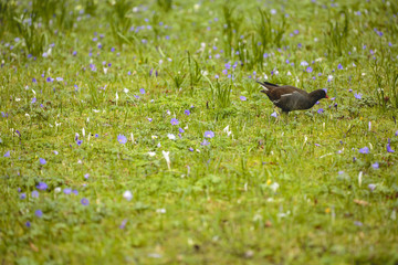 Vogel im Gras