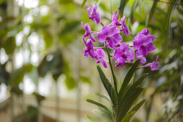 Obraz premium Orchidee